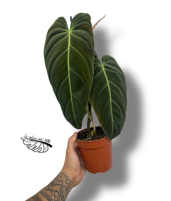 Philodendron melanochrysum