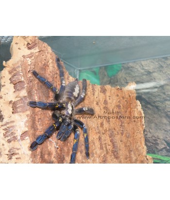 Poecilotheria metallica