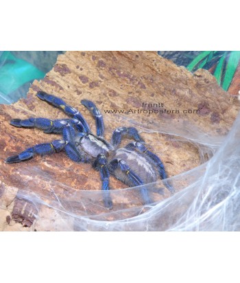 Poecilotheria metallica 2