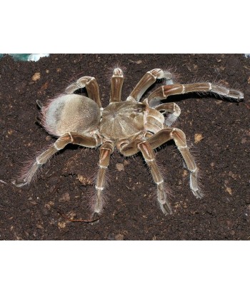 Theraphosa stirmi