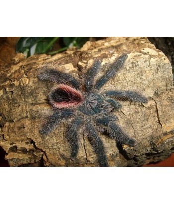 Avicularia juruensis