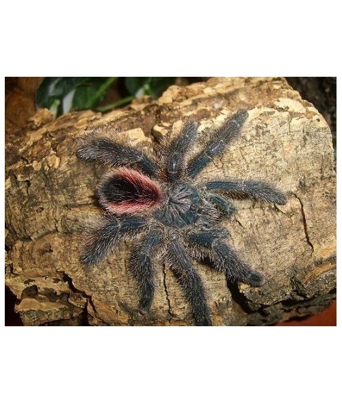Avicularia juruensis