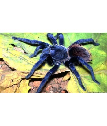Pterinopelma sazimai