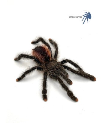 Avicularia urticans GREEN 2