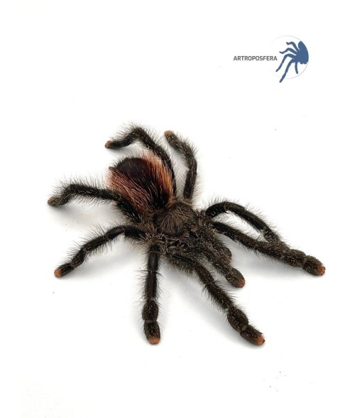 Avicularia urticans GREEN
