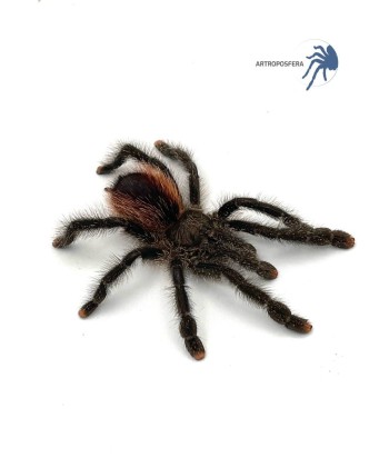 Avicularia urticans GREEN