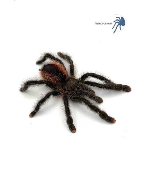 Avicularia urticans GREEN