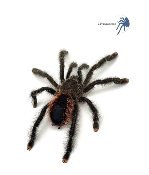 Avicularia urticans GREEN