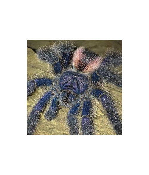 Avicularia urticans GREEN