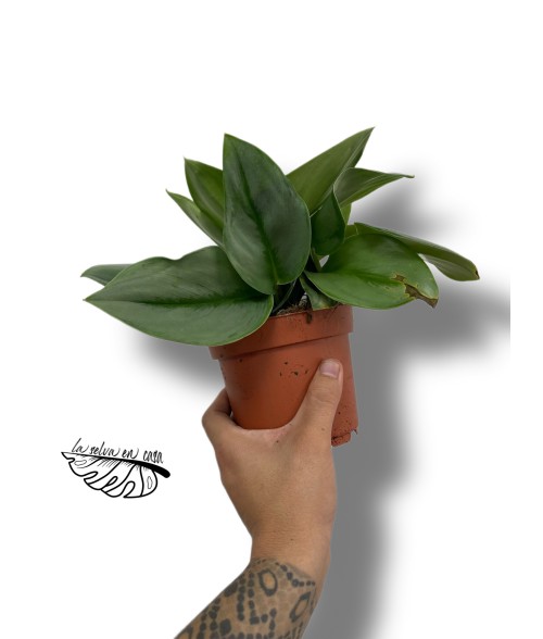 Scindapsus Treubii Moonlight