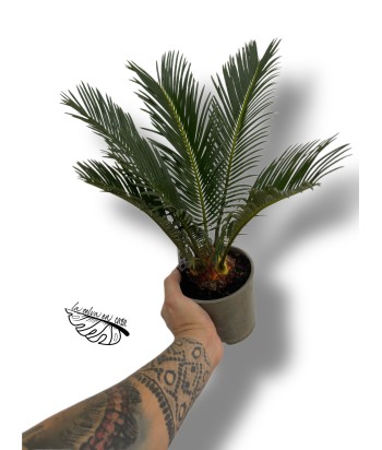 Cycas revoluta 8 hojas LARGE