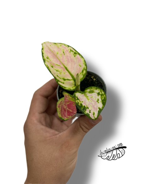 Aglaonema Red Valentine
