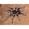Hysterocrates gigas (1/2 mudas)