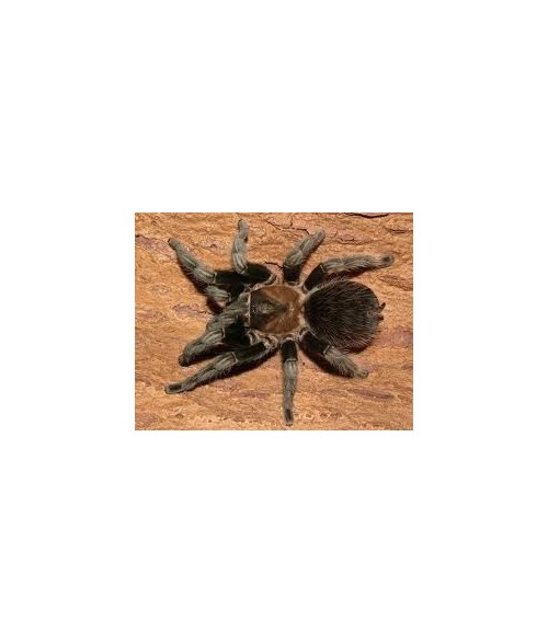 Brachypelma verdezi
