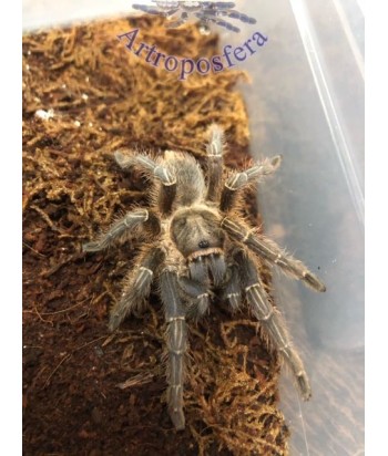 Aphonopelma seemani 2