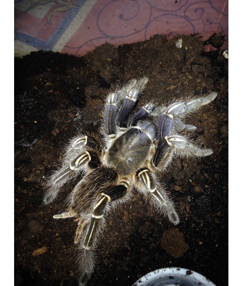 Aphonopelma seemani