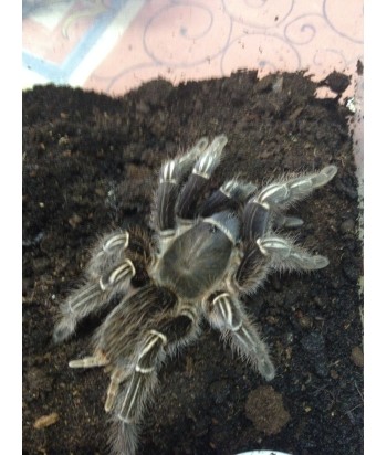 Aphonopelma seemani