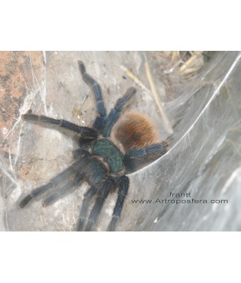 Chromatopelma cyaneoopubescens