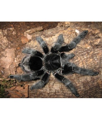 Grammostola actaeon 2