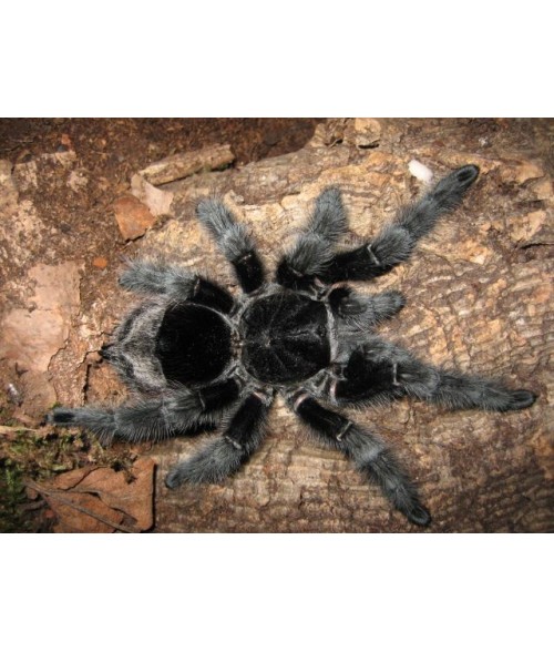 Grammostola actaeon