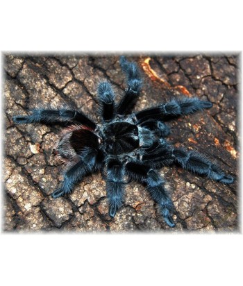 Grammostola actaeon