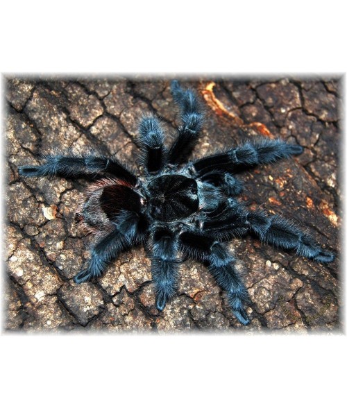 Grammostola actaeon