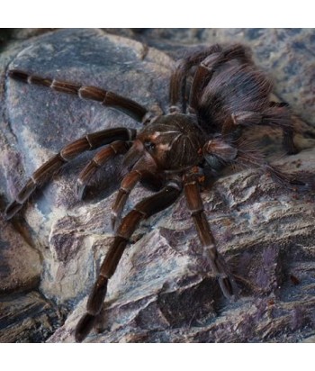 Pamphobeteus vespertinus  (2/3 mudas)