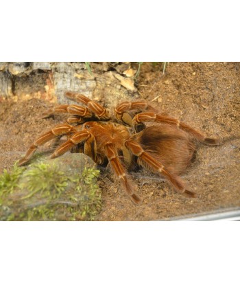 Pamphobeteus vespertinus  (2/3 mudas) 2