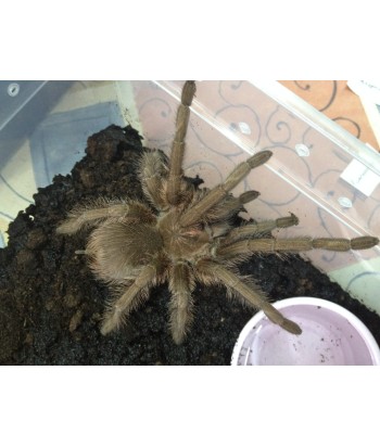 Phormictopus atrichomatus
