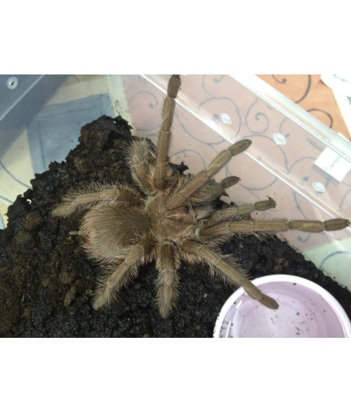 Phormictopus atrichomatus