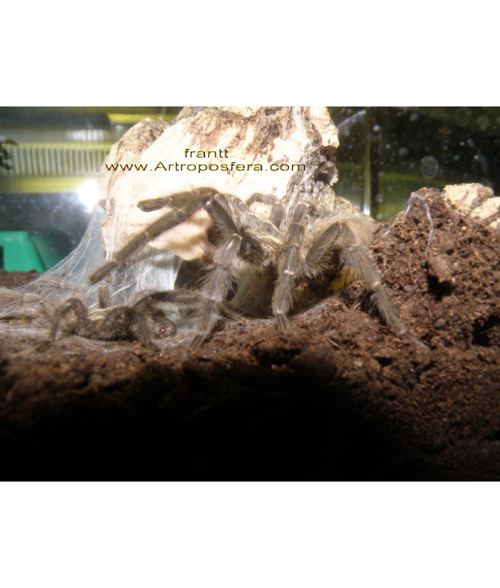Heterothele villosella (hembra subadulta)
