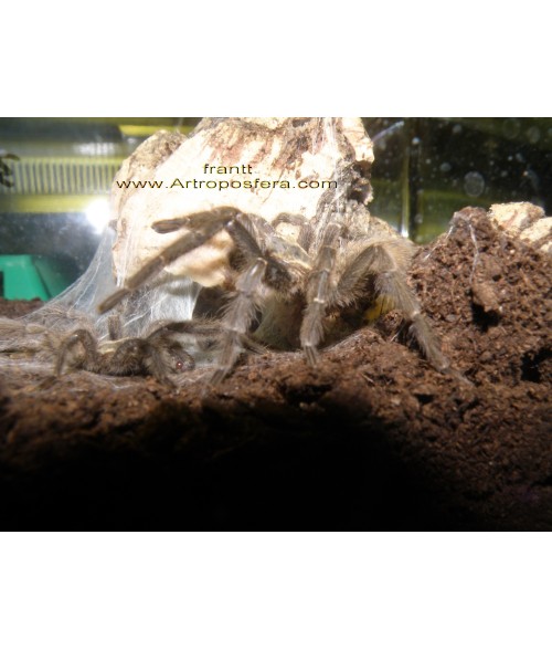 Heterothele villosella (hembra subadulta)