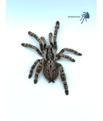 Heteroscodra maculata 2