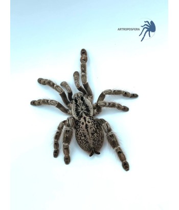 Heteroscodra maculata