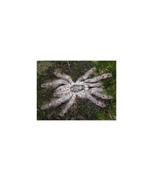 Heteroscodra maculata
