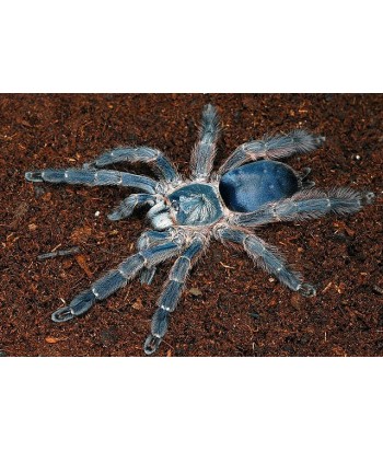 Tapinauchenius plumipes
