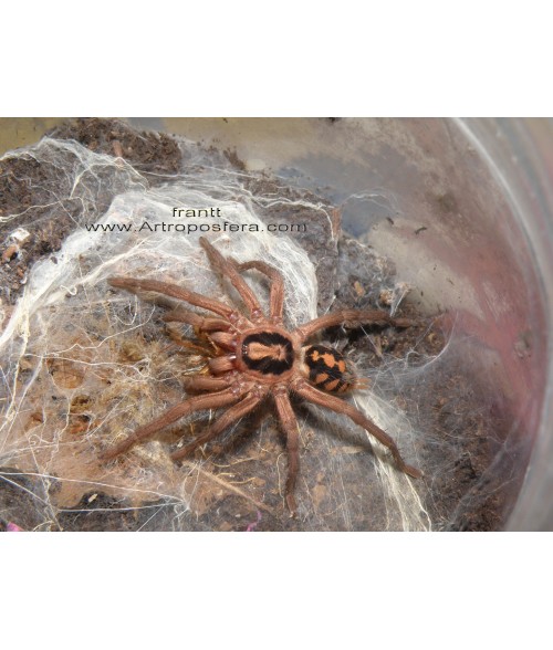 Hapalopus sp Kolumbia "gross"