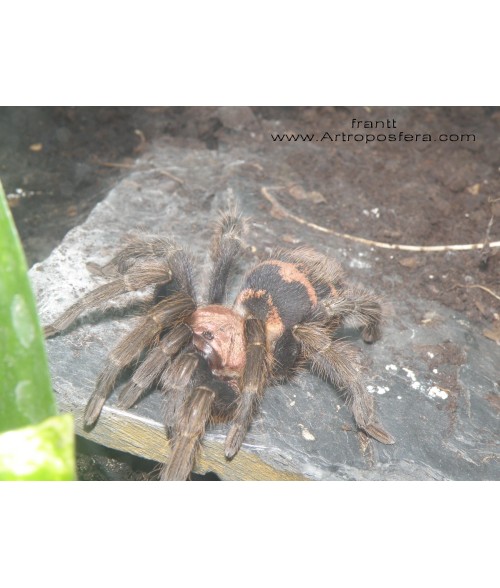 Davus pentaloris