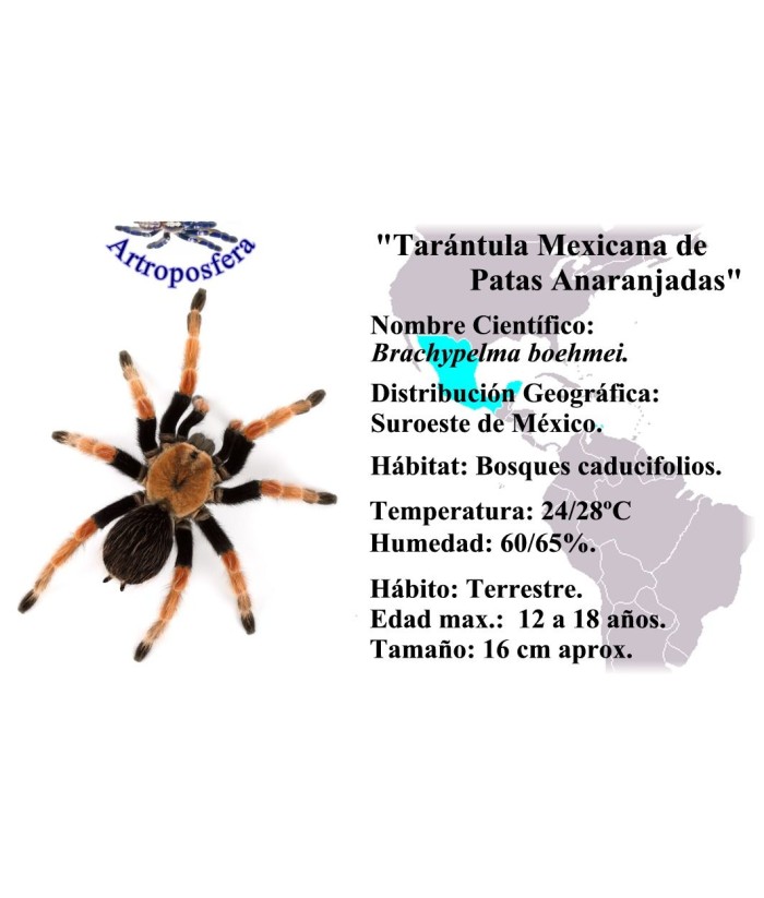 Fichas de Tarántulas para el terrario. Varias especies.
