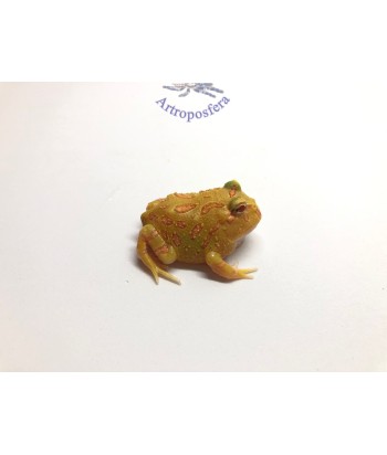 Ceratophrys cranwelli
