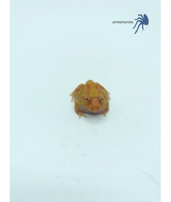 Ceratophrys cranwelli 2