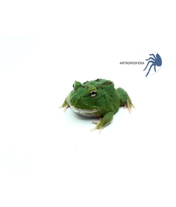 Ceratophrys cranwelli