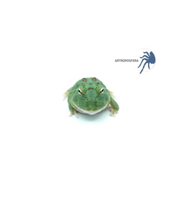 Ceratophrys cranwelli 2