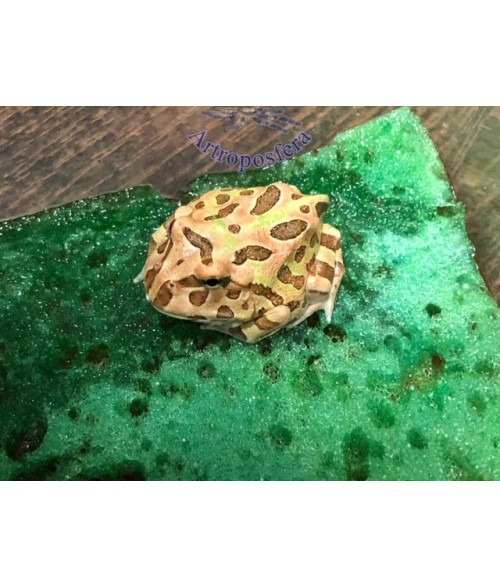 Ceratophrys cranwelli