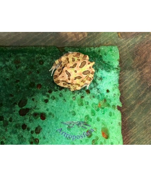 Ceratophrys cranwelli