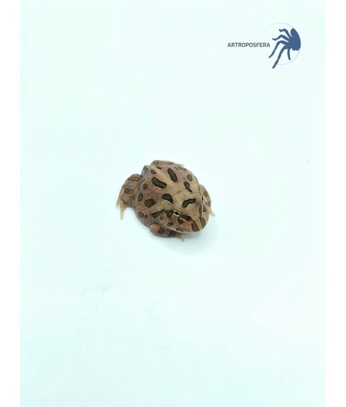 Ceratophrys cranwelli