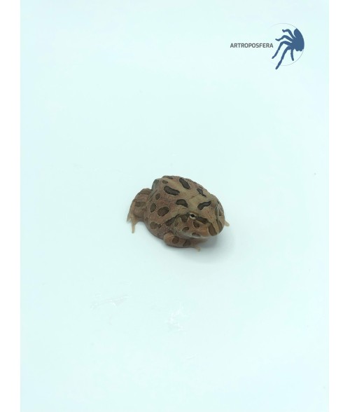 Ceratophrys cranwelli