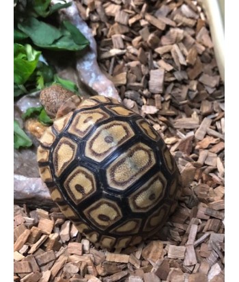 Stigmochelys pardalis (Ex. geochelone)