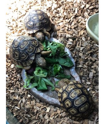 Stigmochelys pardalis (Ex. geochelone) 2