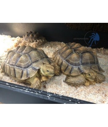 Centrochelys sulcata 2